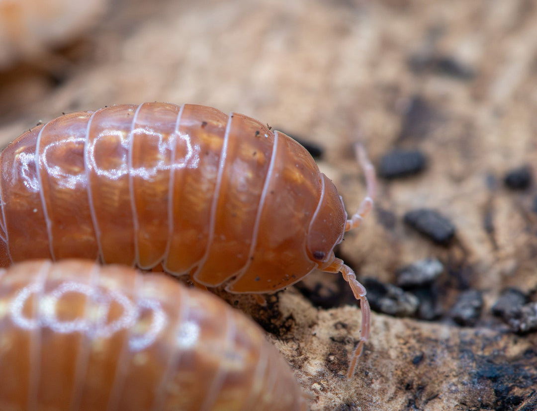 A close-up photograph of two brown wood-rolling insects on a sandy, soil-textured surface with small dark pebbles.