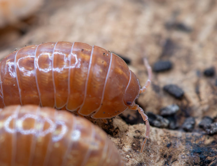 A close-up photograph of two brown wood-rolling insects on a sandy, soil-textured surface with small dark pebbles.