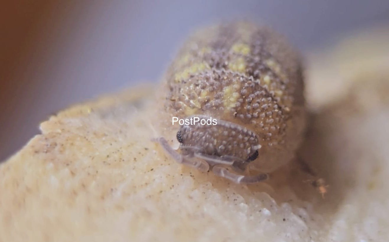 Armadillidium Beieri