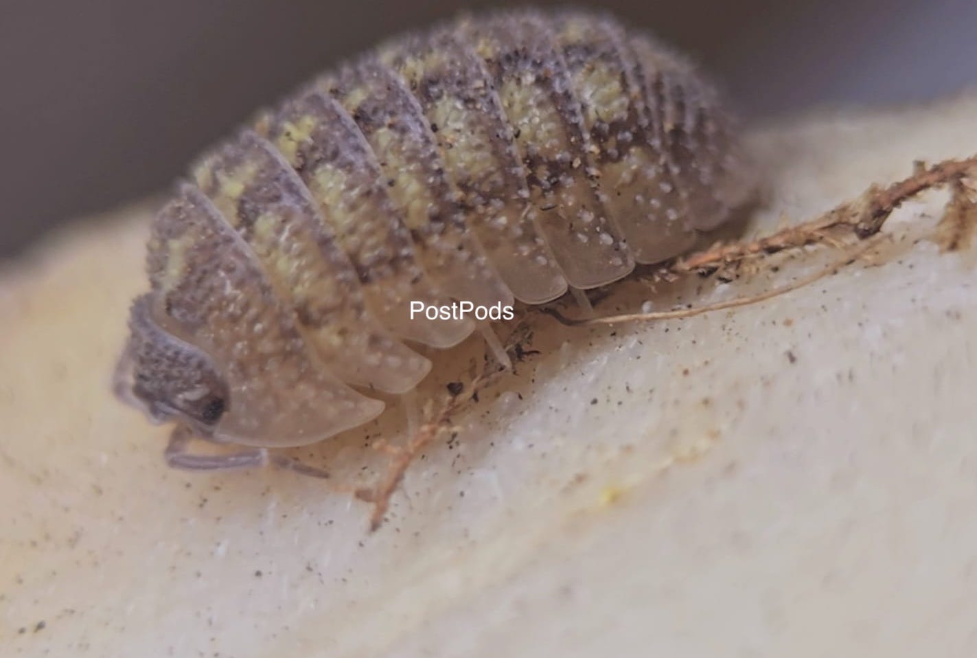 Armadillidium Beieri Isopod