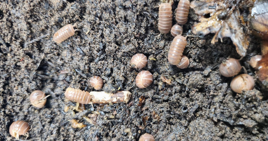 Armadillo officinalis &