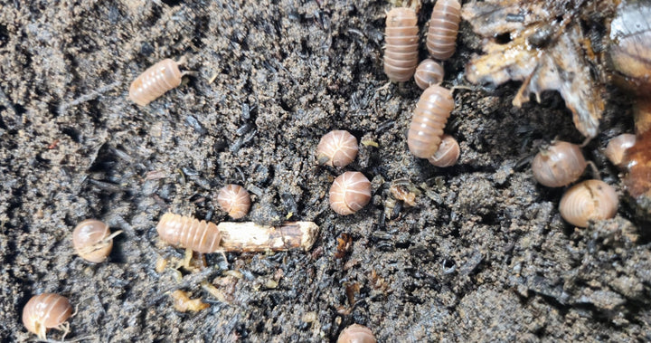 Armadillo officinalis &