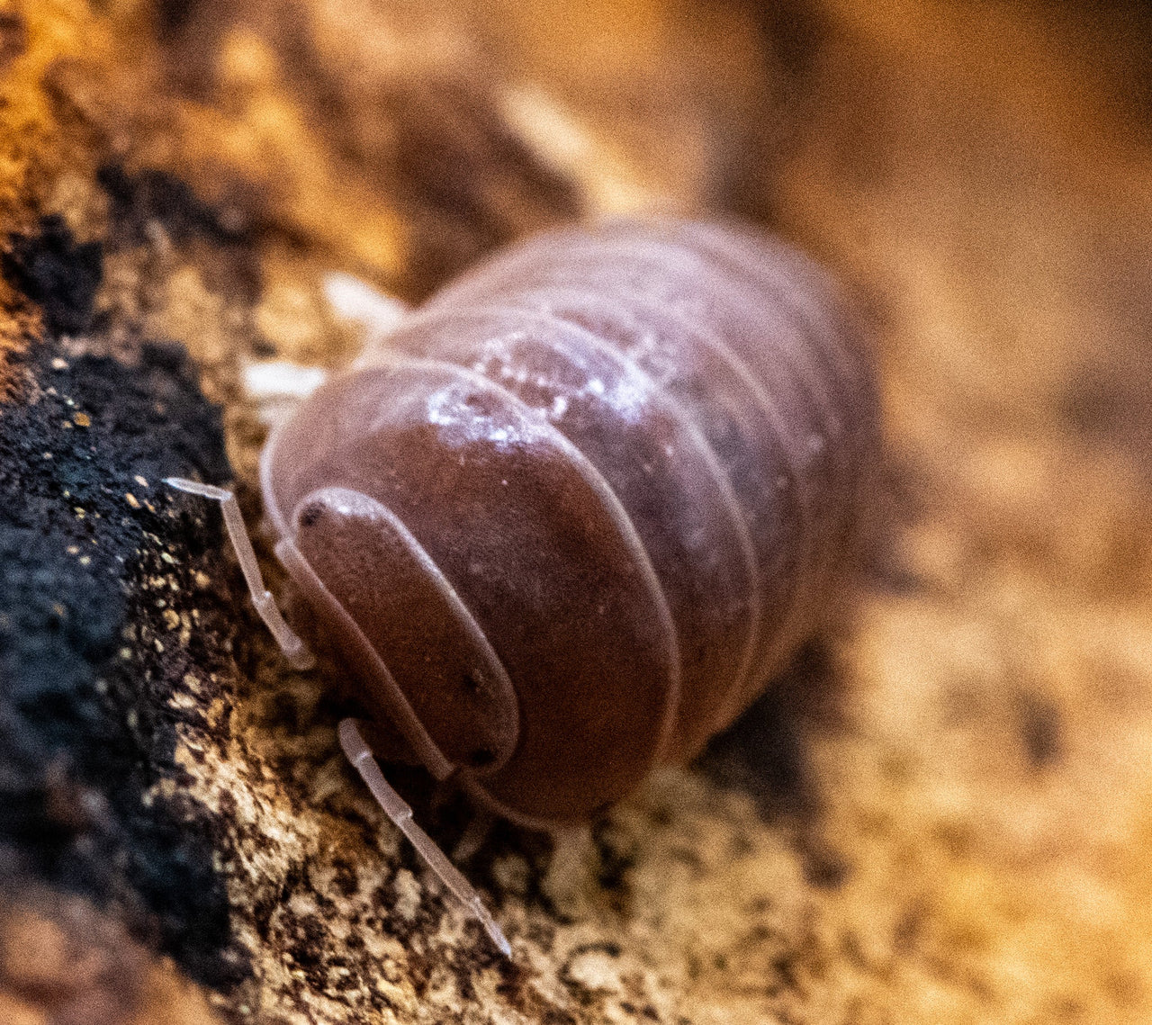 Armadillo Officinalis Red Brick Isopods