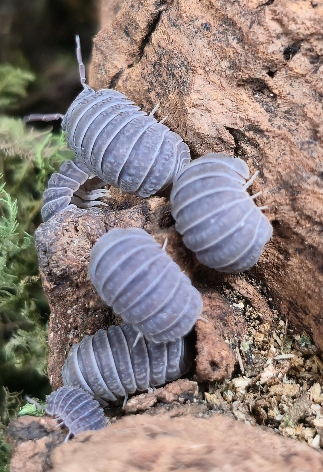 Several pale grey Armadillo tuberculatus isopods on reddish cork bark with green moss beside them.