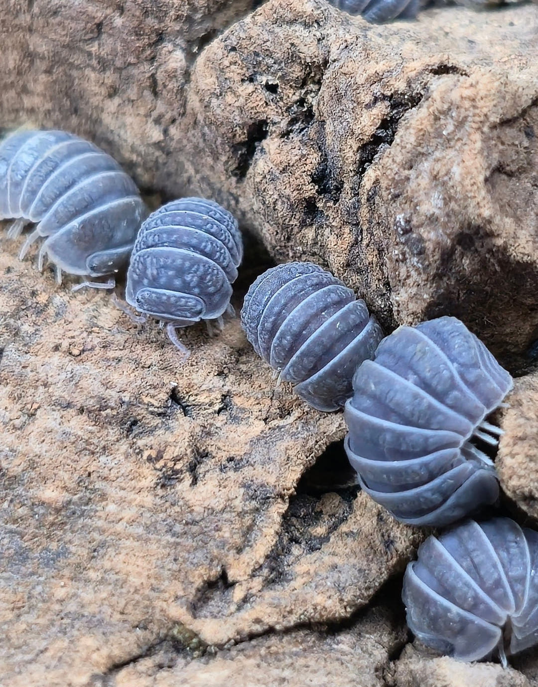 Armadillo tuberculatus isopods spread across pale tan bark, their ridged grey backs marked with fine light lines.