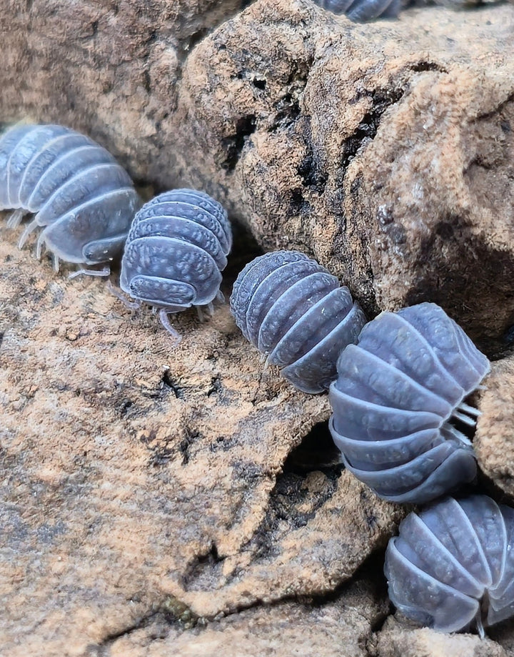 Armadillo Tuberculatus Isopods - Isopods For Sale UK I PostPods