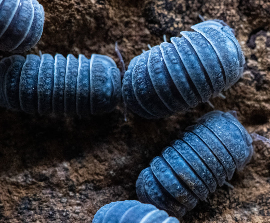 Close view of blue-grey Armadillo tuberculatus isopods with pale banded ridges on brown substrate.