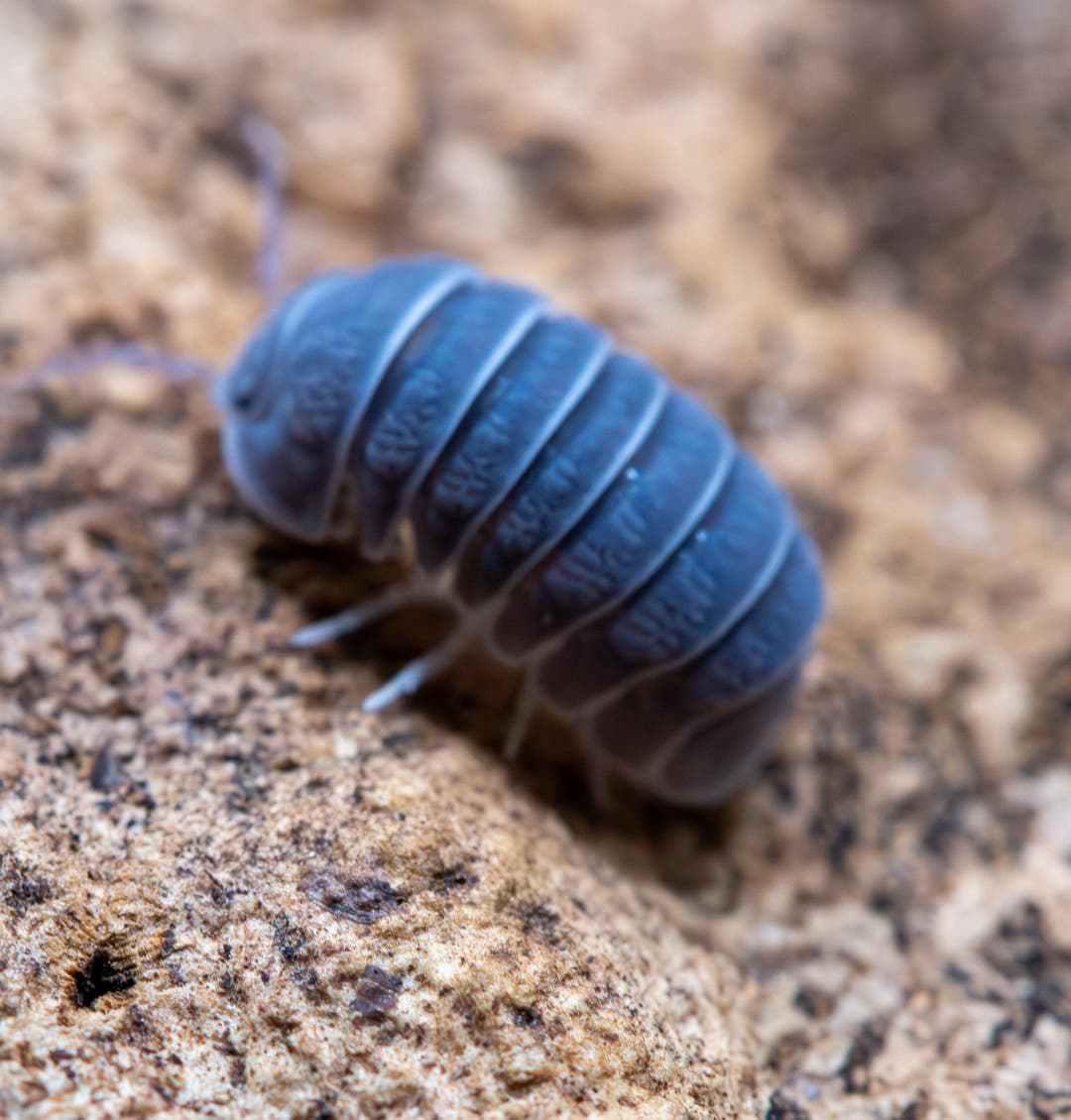 Armadillo Tuberculatus Isopods for Sale