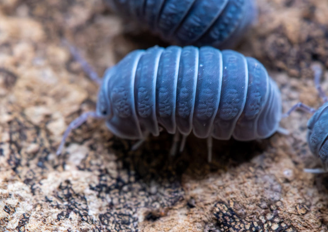 Armadillo Tuberculatus Isopods for Sale