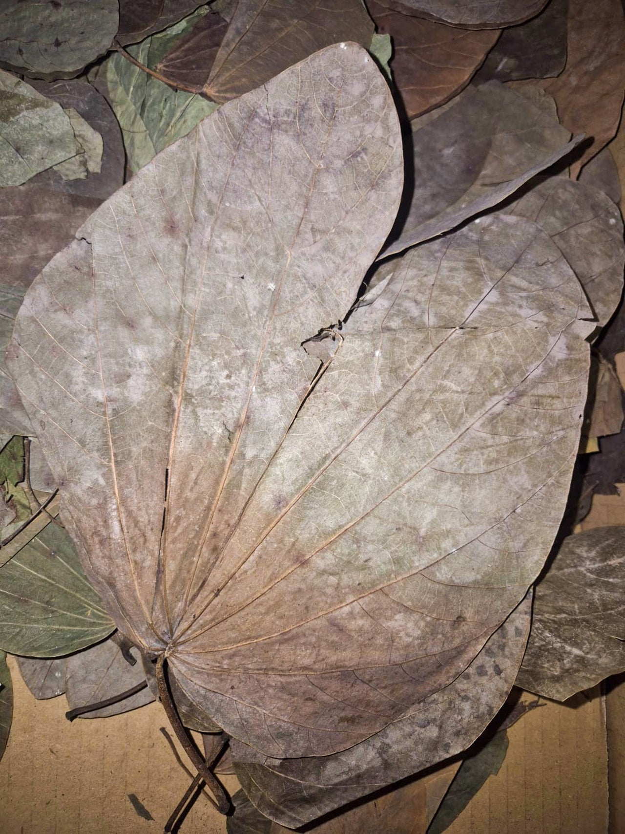 dried large leaf dark orange near the steam and shooting out in a 180 degree angle the colour gradually fades and then the rest is a dark browny green
