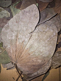 dried large leaf dark orange near the steam and shooting out in a 180 degree angle the colour gradually fades and then the rest is a dark browny green
