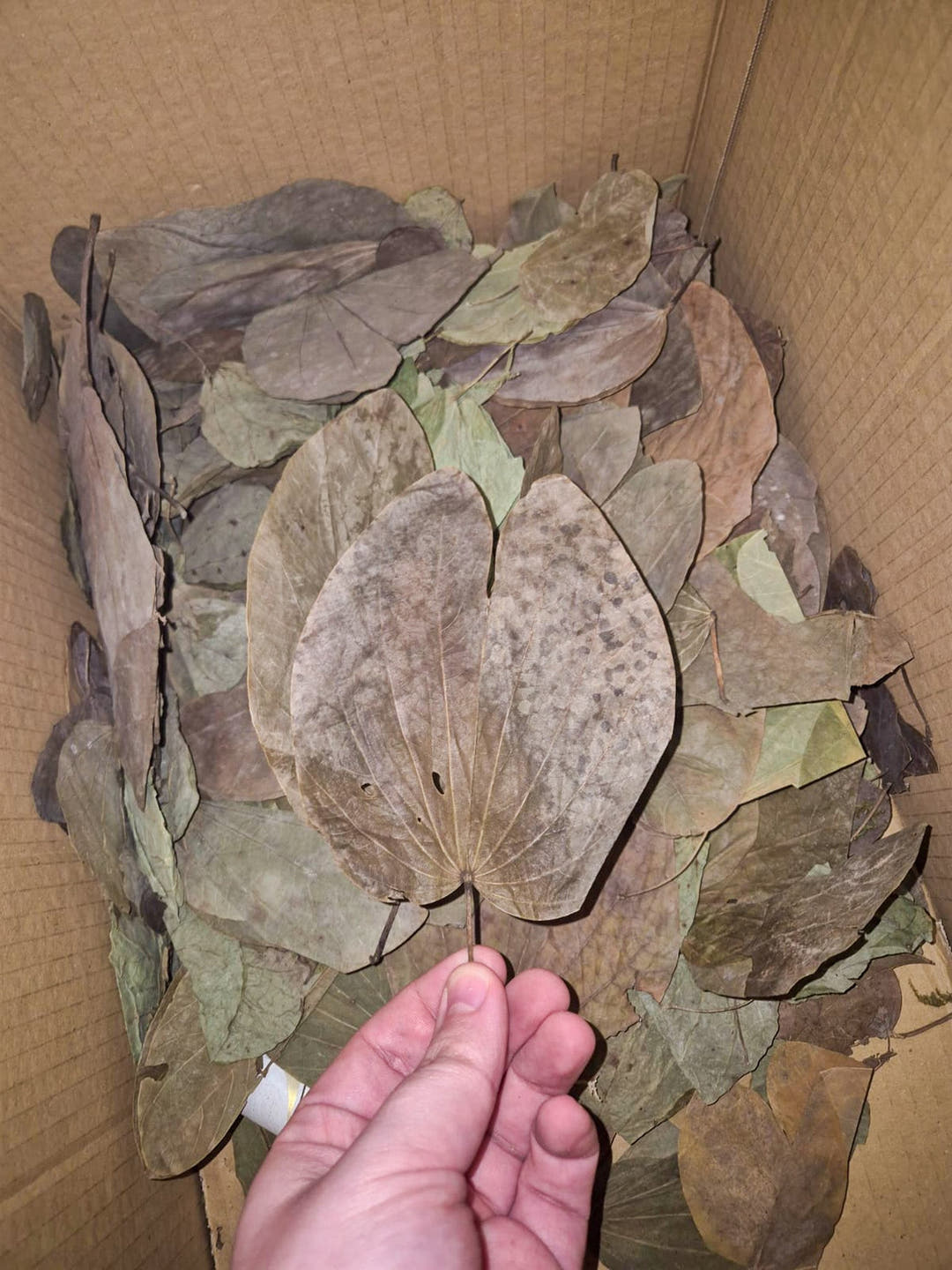 box of leafs from asia all dried some dark green and others different shades of brown