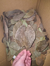 box of leafs from asia all dried some dark green and others different shades of brown