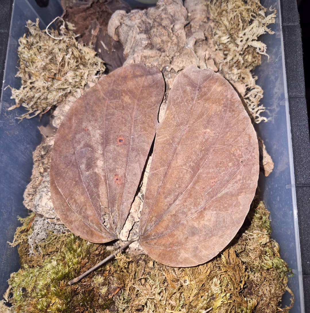 asian leaf dried