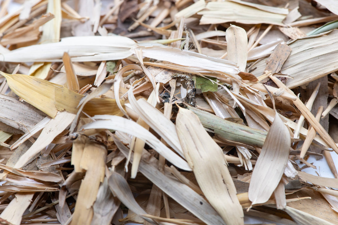 thin and long light yellow and green leaves 