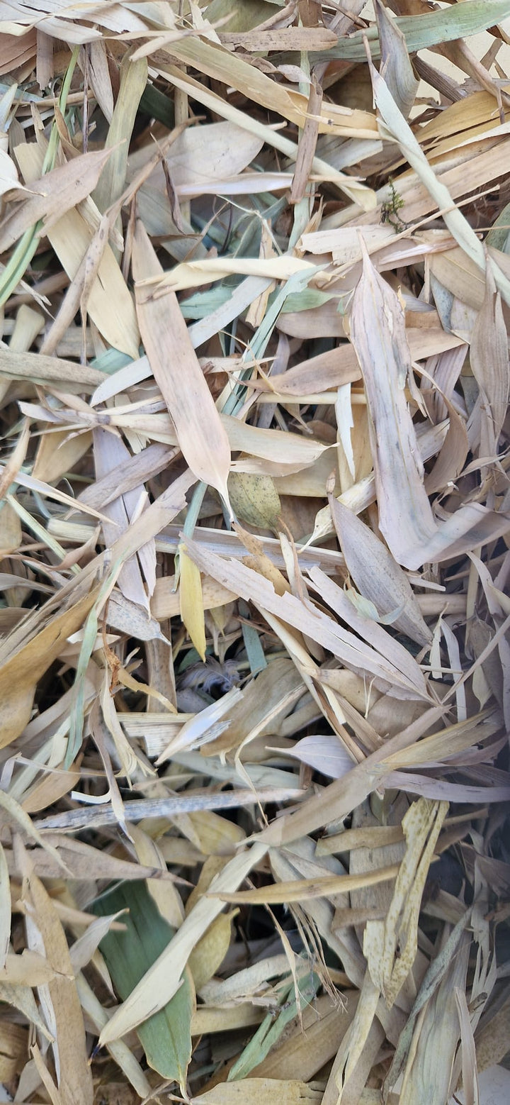 light yellowy orange thing long leaves with inch long stems