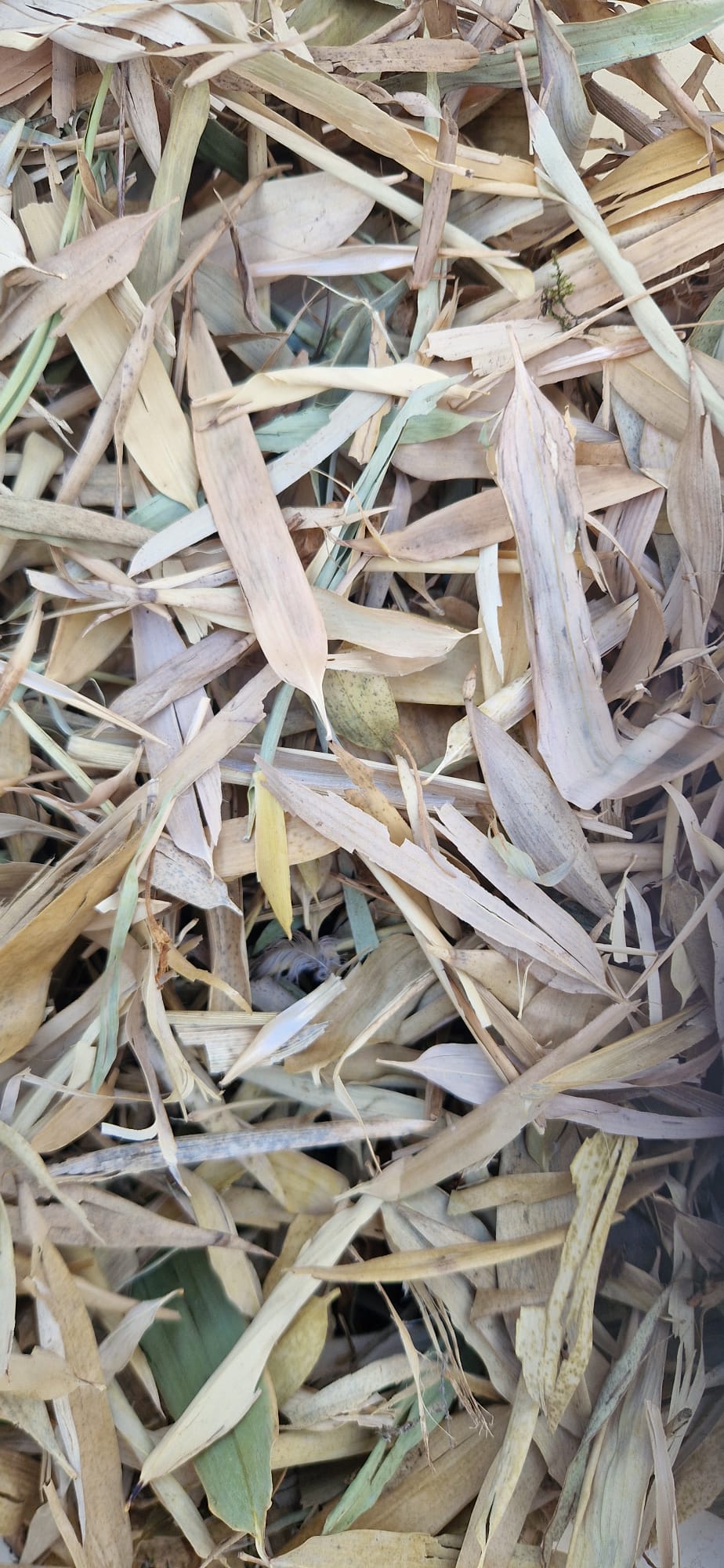 light yellowy orange thing long leaves with inch long stems
