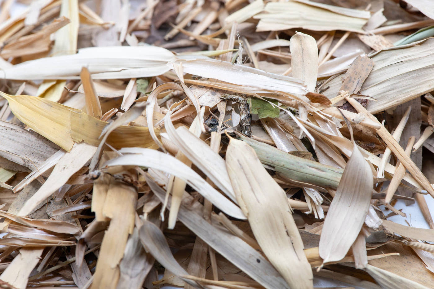 pale bamboo leaf litter for bioactive enclosures