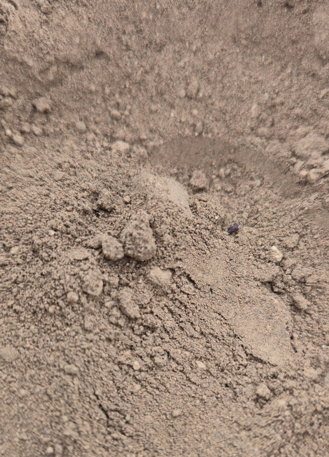 Bat Guano 25g