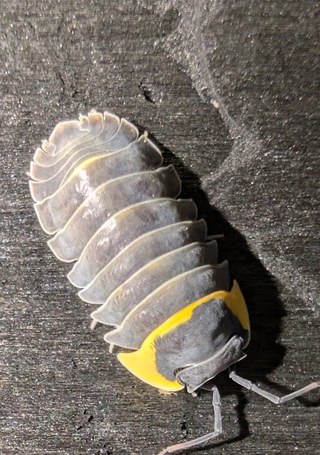 Batman Isopods (Ardentiella sp.)