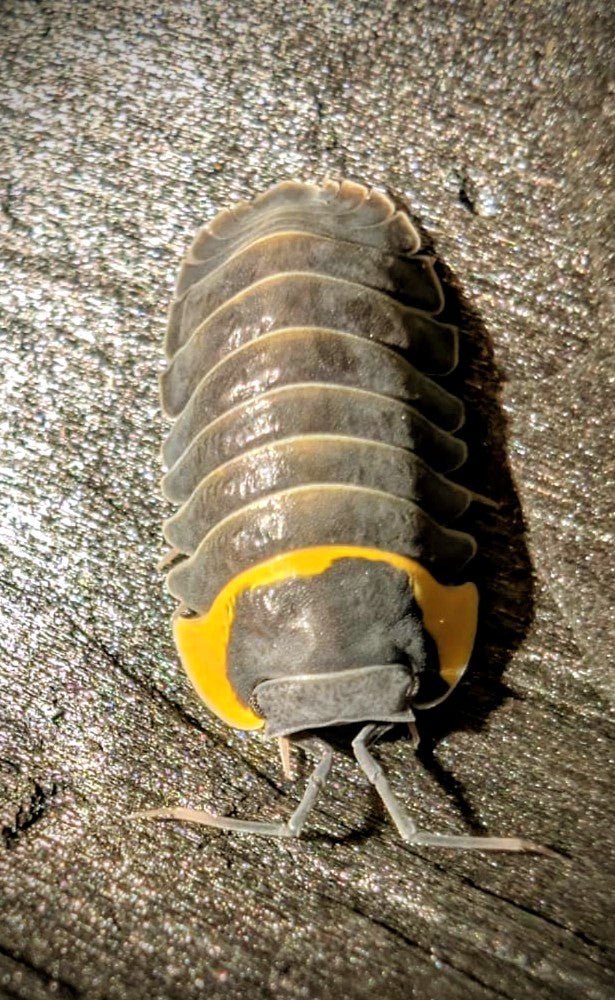 Batman Isopods (Ardentiella sp.)