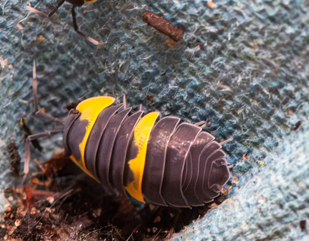 Batman Isopods (Ardentiella sp.)
