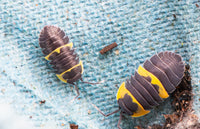 Batman Isopods (Ardentiella sp.)
