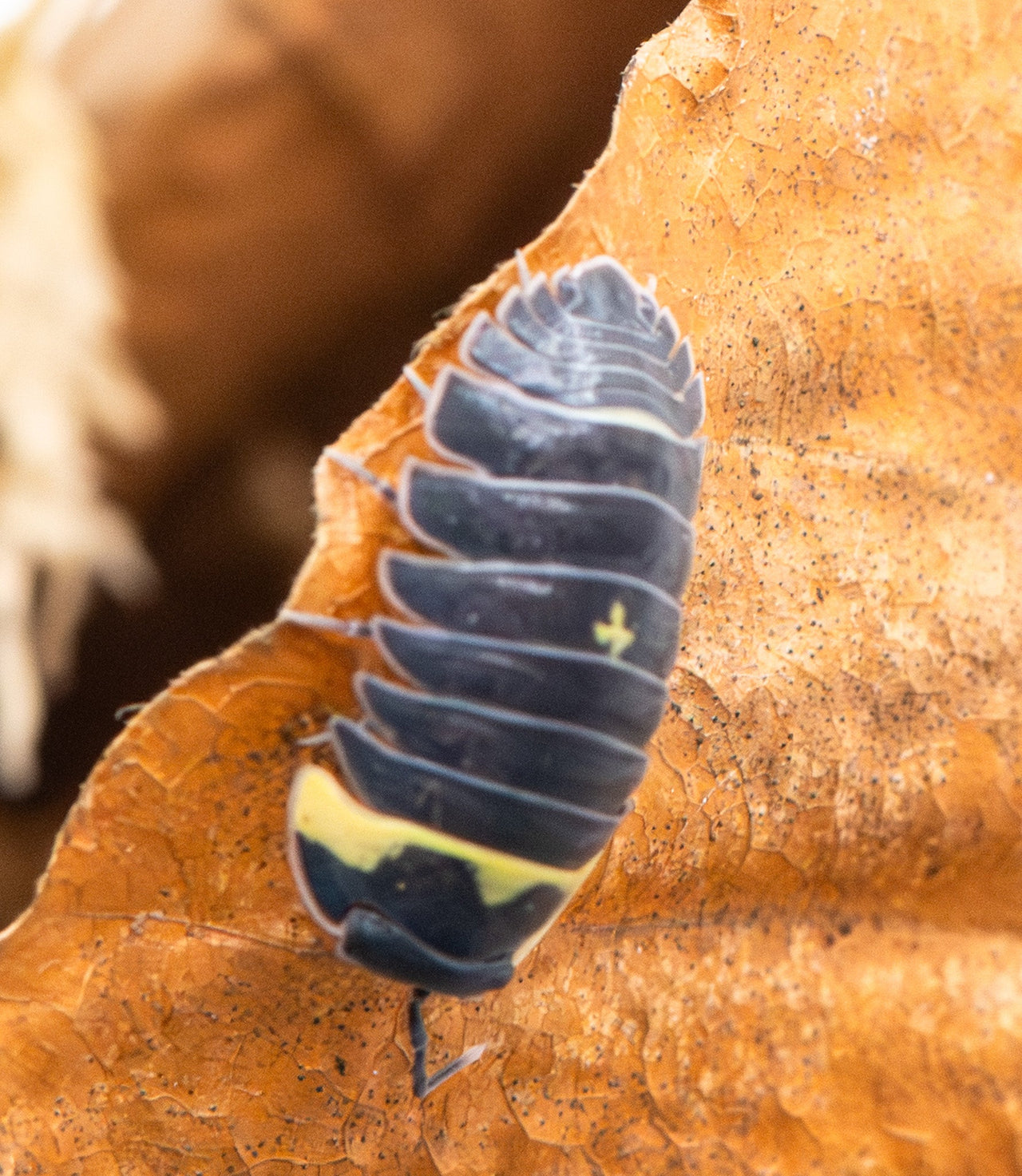 Batman Isopods (Ardentiella sp.)