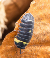 Batman Isopods (Ardentiella sp.)