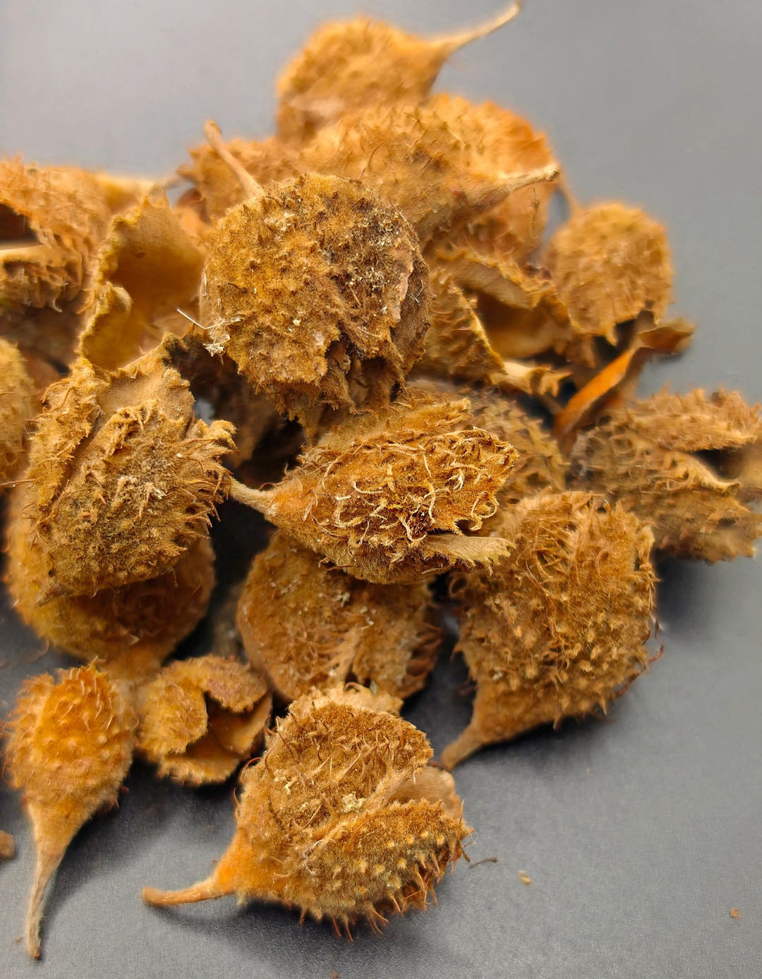 beech seed pods 2