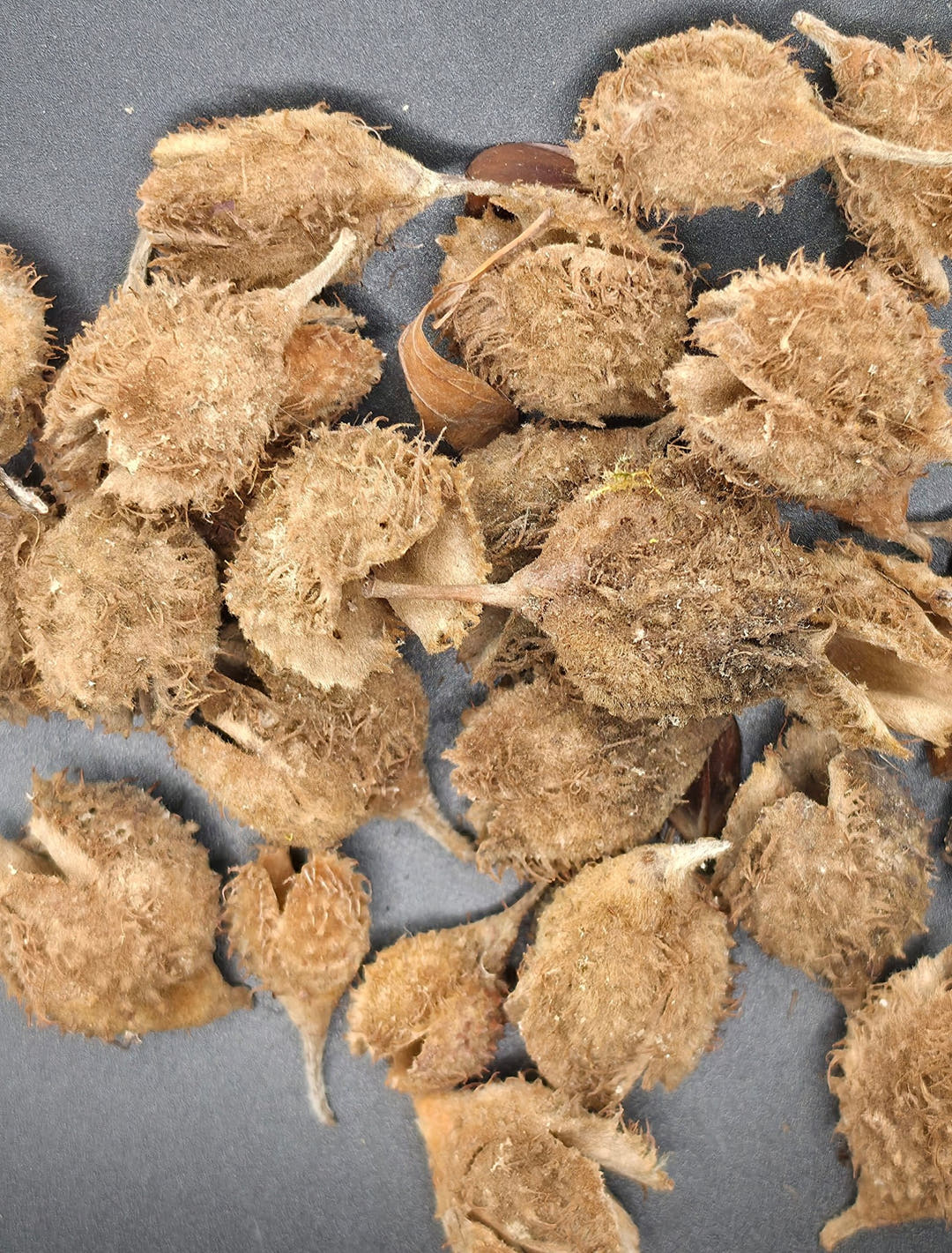 brown colour seed pods on a black background