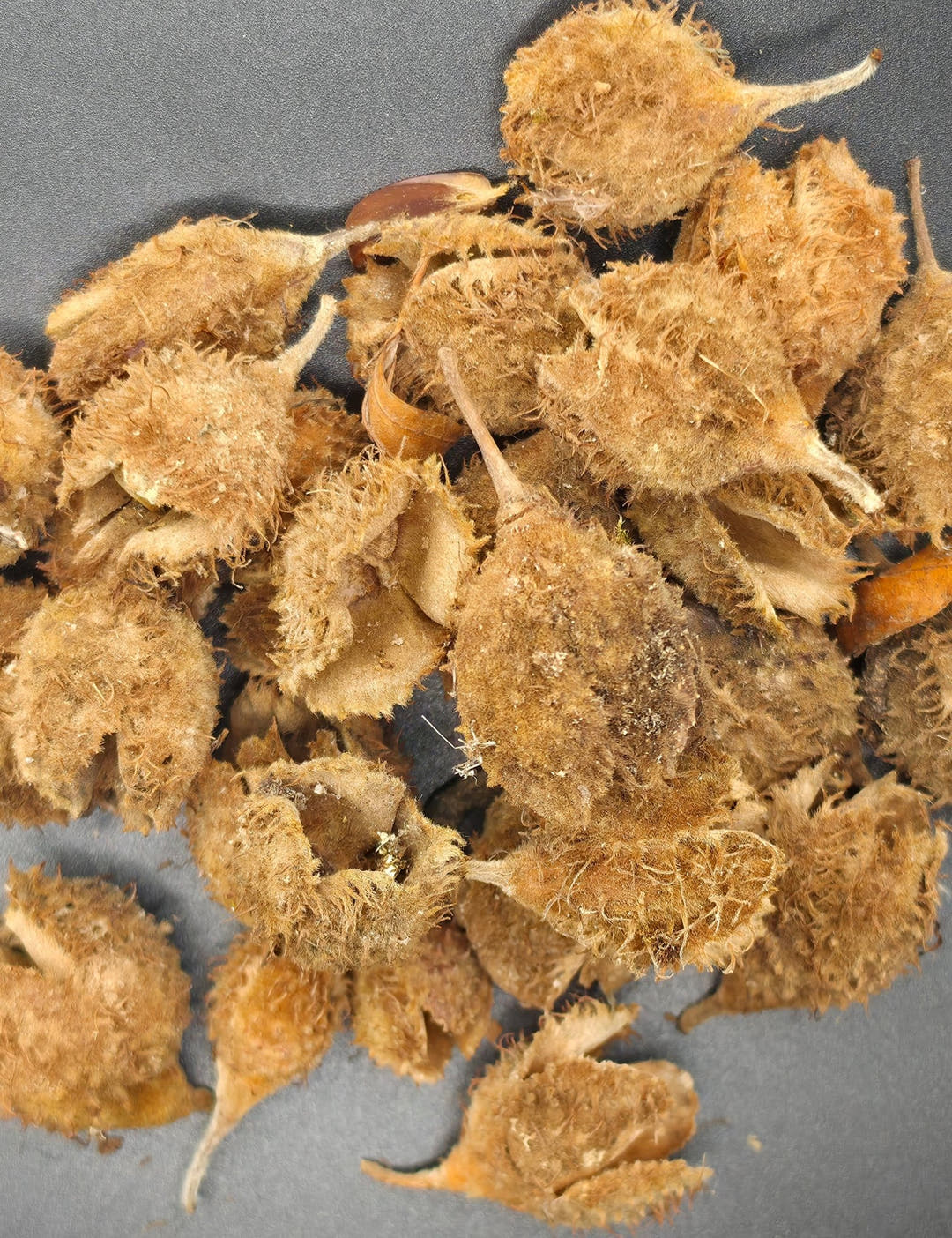 beech seed pods