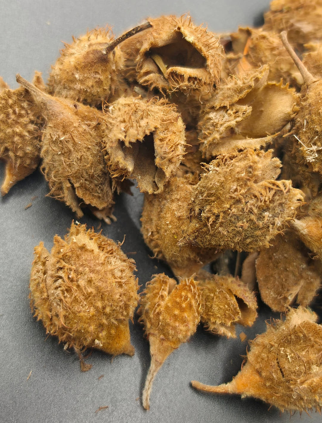 spiky brown seed pods with a kind of conquer texture but with openings too