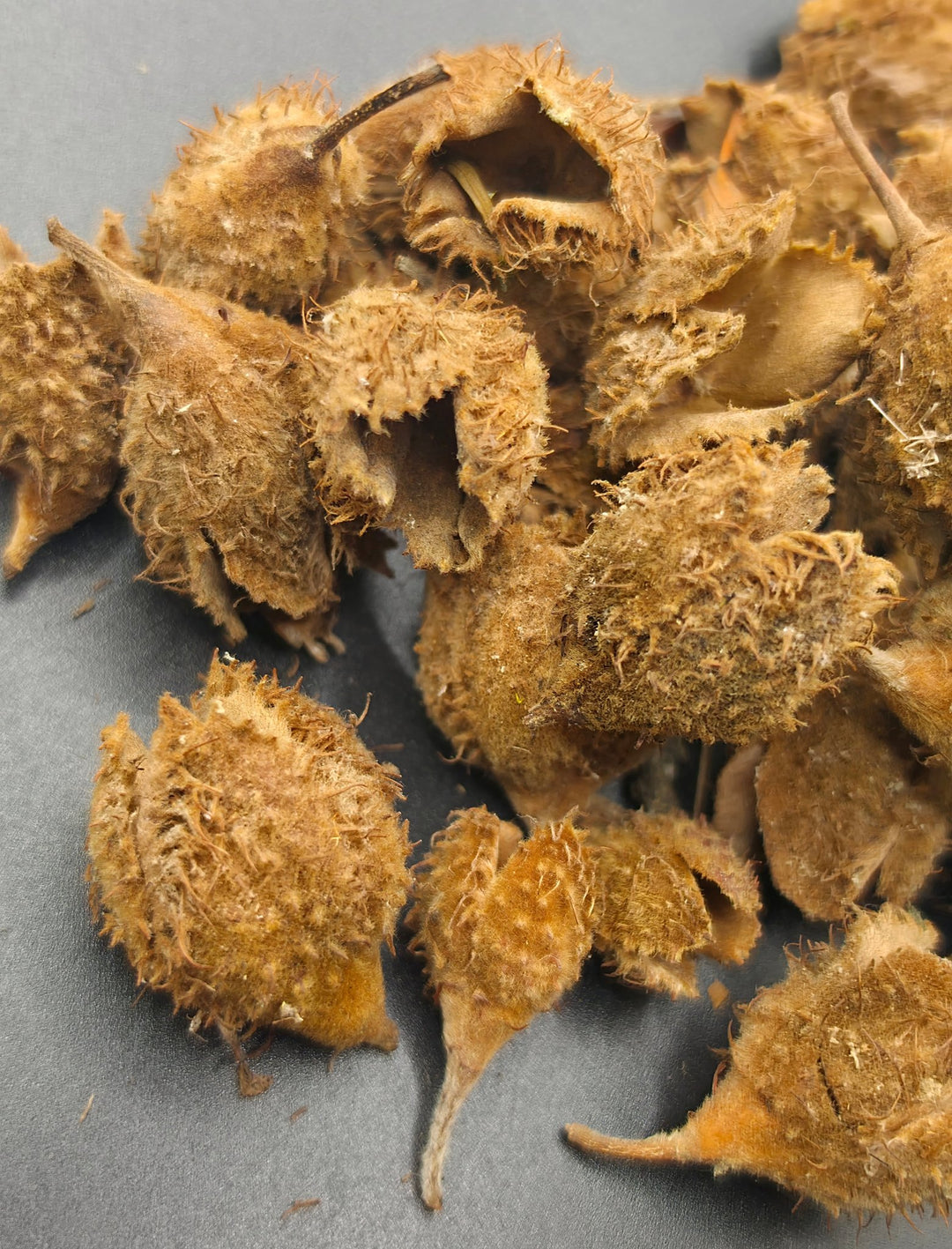 spiky brown seed pods with a kind of conquer texture but with openings too