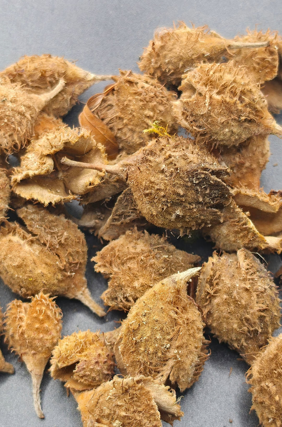 beech seed pods