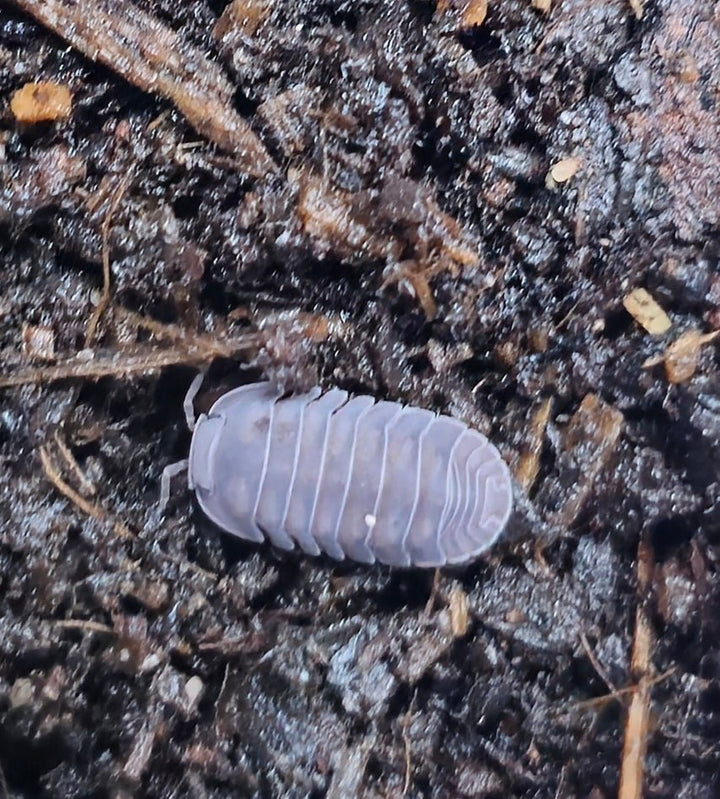 A Black Pearl isopod, smooth and pale lilac-grey, on dark damp substrate.
