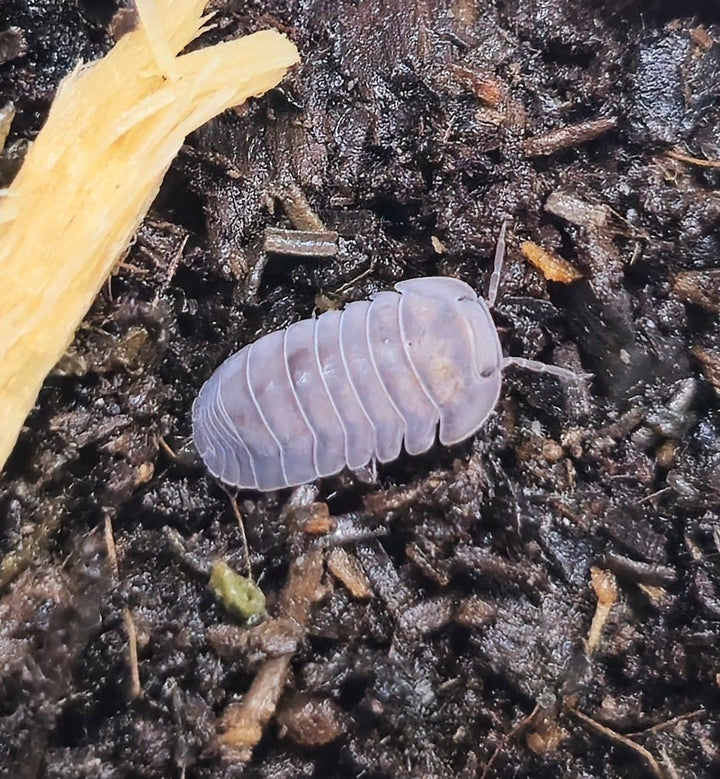 A Black Pearl isopod on dark substrate beside a pale piece of rotting wood.