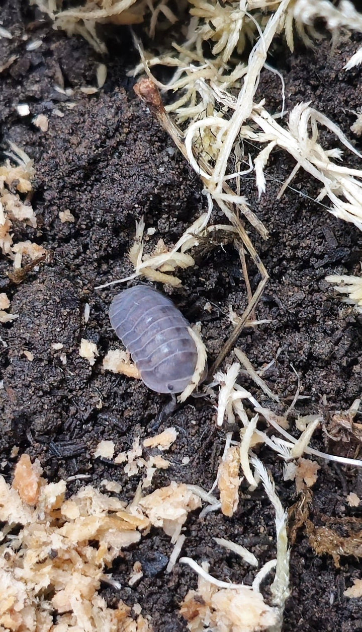 A Black Pearl isopod on dark substrate beside strands of dry sphagnum moss.