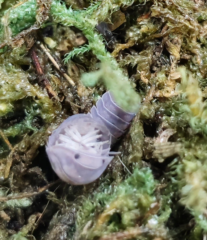 A Black Pearl isopod seen head-on among green moss, antennae forward.