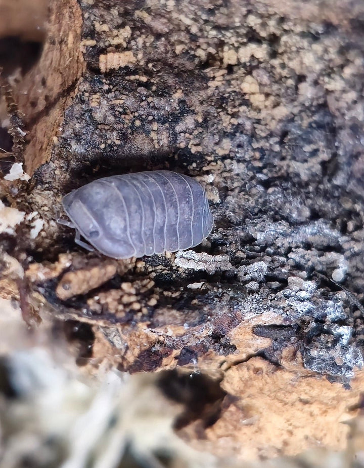A single Black Pearl isopod resting on damp rotting wood.