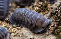 Black Pearl Isopods (Cubaris sp.)
