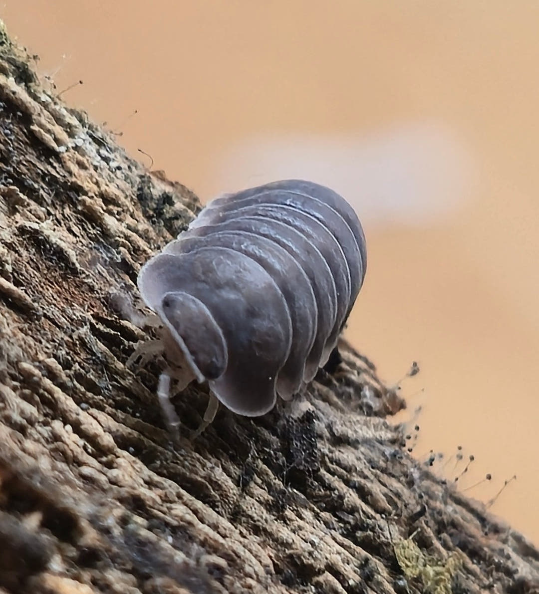 Black Pearl Isopods (Cubaris sp.)