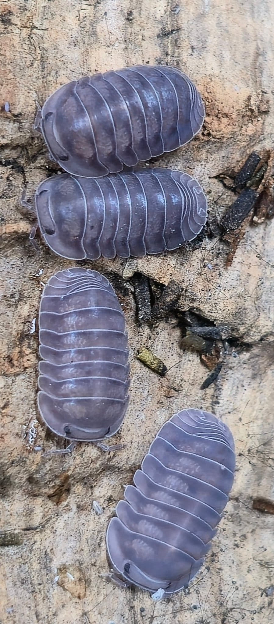 Black Pearl Isopods (Cubaris sp.)