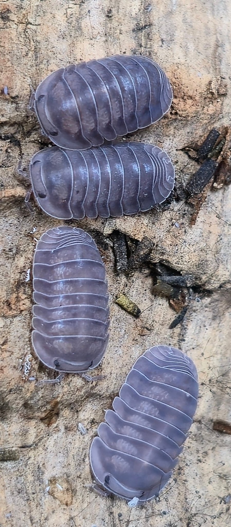 Black Pearl Isopods (Cubaris sp.) - Isopods For Sale UK I PostPods
