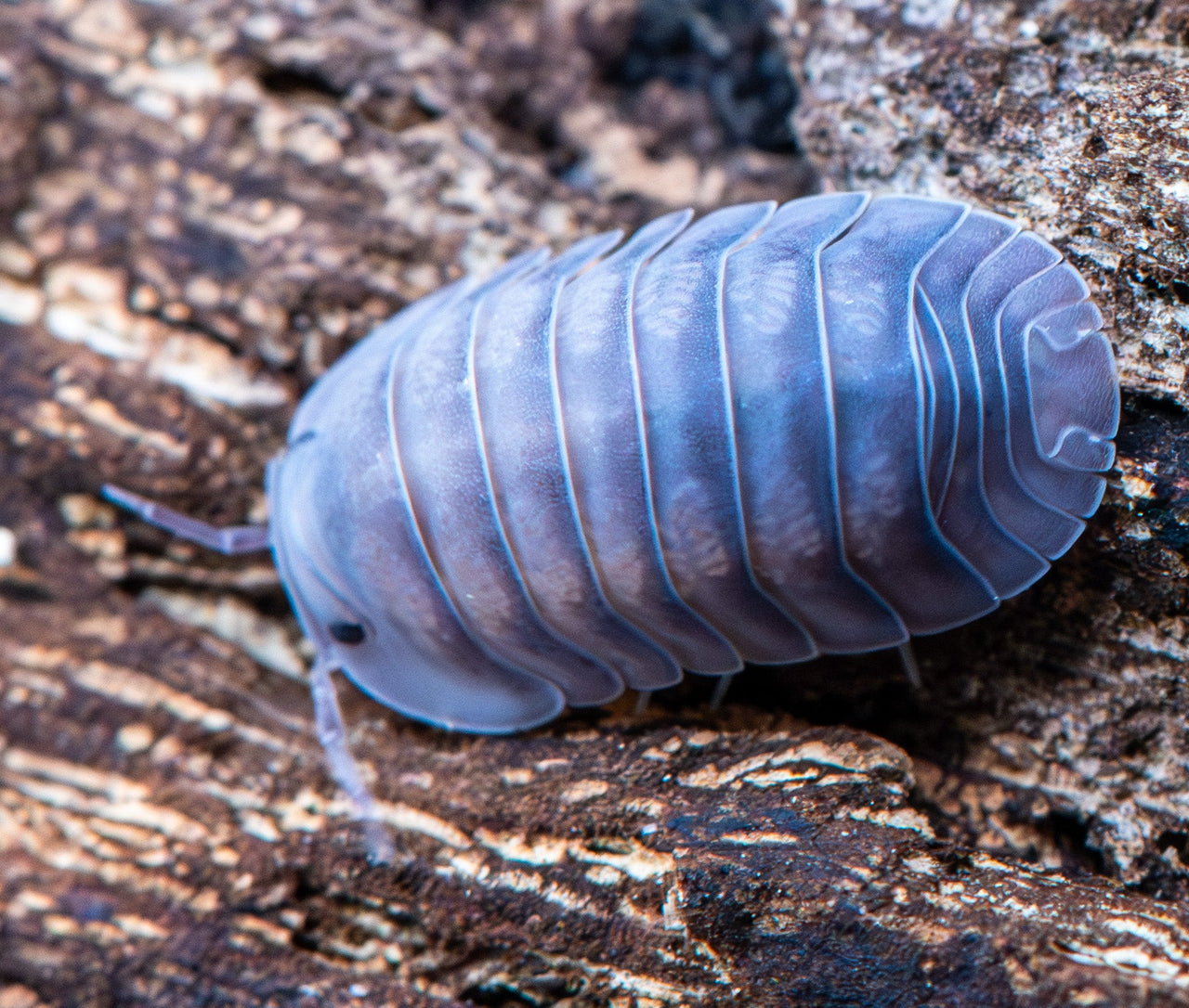 Black Pearl Isopods (Cubaris sp.)