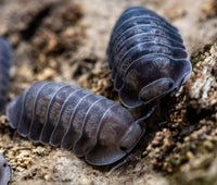 Black Pearl Isopods (Cubaris sp.)