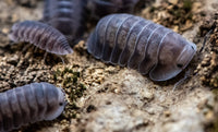 Black Pearl Isopods (Cubaris sp.)