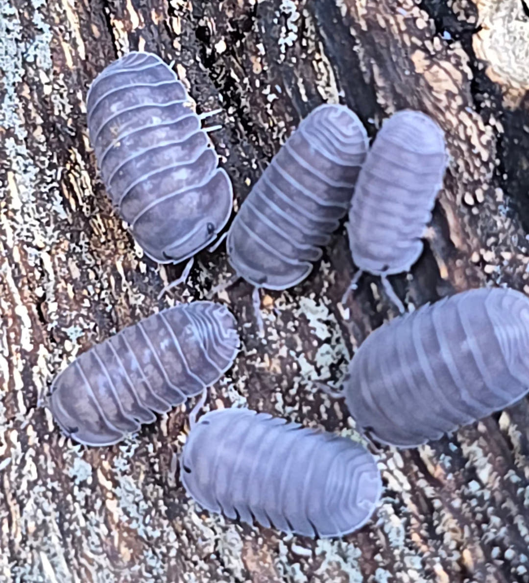 Black Pearl Isopods (Cubaris sp.)