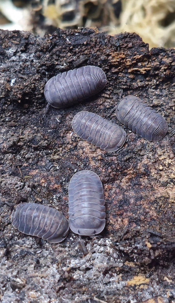 A group of Black Pearl isopods, grey-brown and smooth, spread over a piece of dark bark.