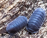 black sapphire isopods